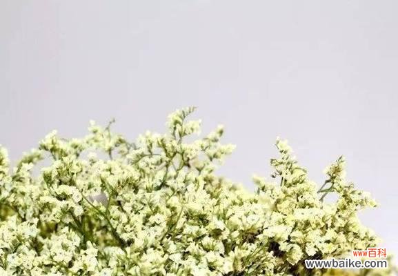 相思之情,永远相守 以情人草的花语