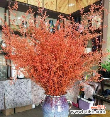 相思之情,永远相守 以情人草的花语