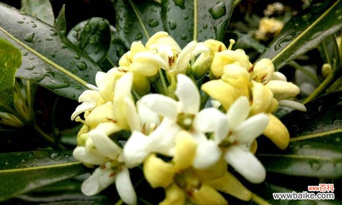 传递爱与温暖的花朵 七里香的花语与寓意