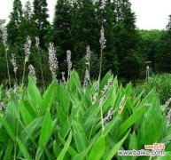 通过思考蓬径的含义，发现自我与人生的价值 探寻蓬径之奥秘——追寻内心的真实意义