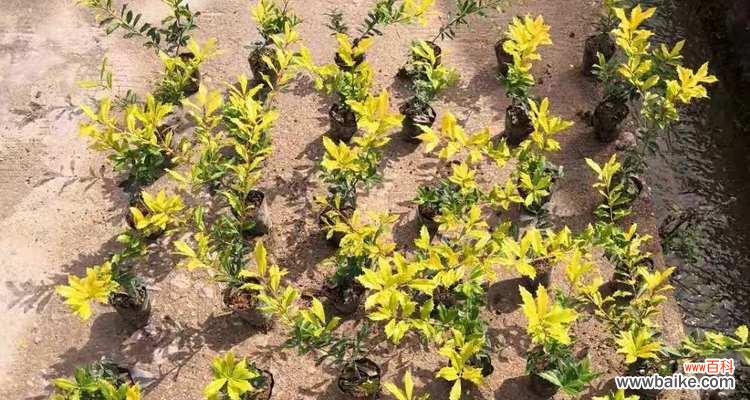 通过思考蓬径的含义,发现自我与人生的价值 探寻蓬径之奥秘——追寻内心的真实意义