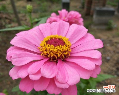 探寻千日红花语的深层含义 千日红的花语——美丽与坚韧并存的生命力