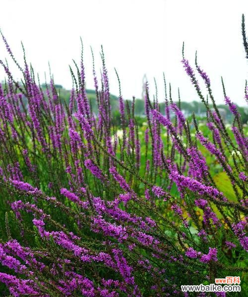 探寻千屈菜的花语,传递生命的力量 千屈菜花语——坚韧不拔的生命之花