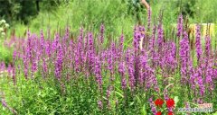 探寻千屈菜的花语，传递生命的力量 千屈菜花语——坚韧不拔的生命之花