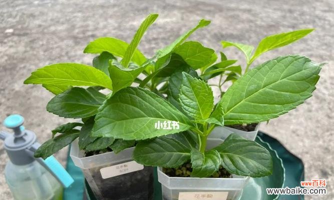 从根须到繁衍,解密植物繁殖的神奇过程 揭秘扦插苗的奇妙力量