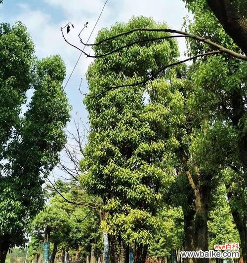 探寻全冠香樟的生态与美学价值 全冠香樟——绿化世界的明珠