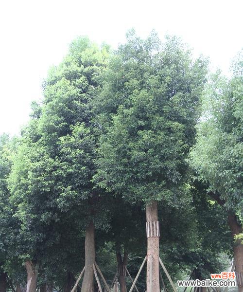 探寻全冠香樟的生态与美学价值 全冠香樟——绿化世界的明珠