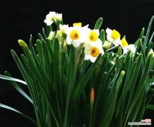 揭开水仙花的神秘面纱 水仙花的花语及其象征意义