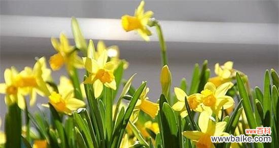 寓意美丽与自尊 水仙花的花语