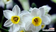 探索水仙花背后的深意 水仙花花语的意义与象征