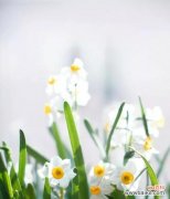 探索水仙花的内涵 水仙花的花语及寓意