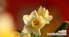 探寻水仙花的内涵与魅力 水仙花的象征意义