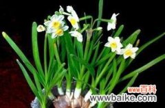 深入解读水仙花的吉祥寓意与象征意义 水仙花的花语与美丽寓意