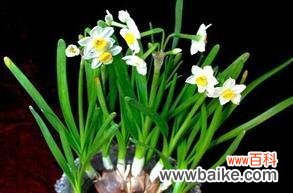 深入解读水仙花的吉祥寓意与象征意义 水仙花的花语与美丽寓意