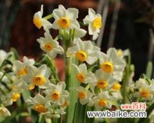 探索水仙花的多重寓意 水仙花的象征意义与寓意