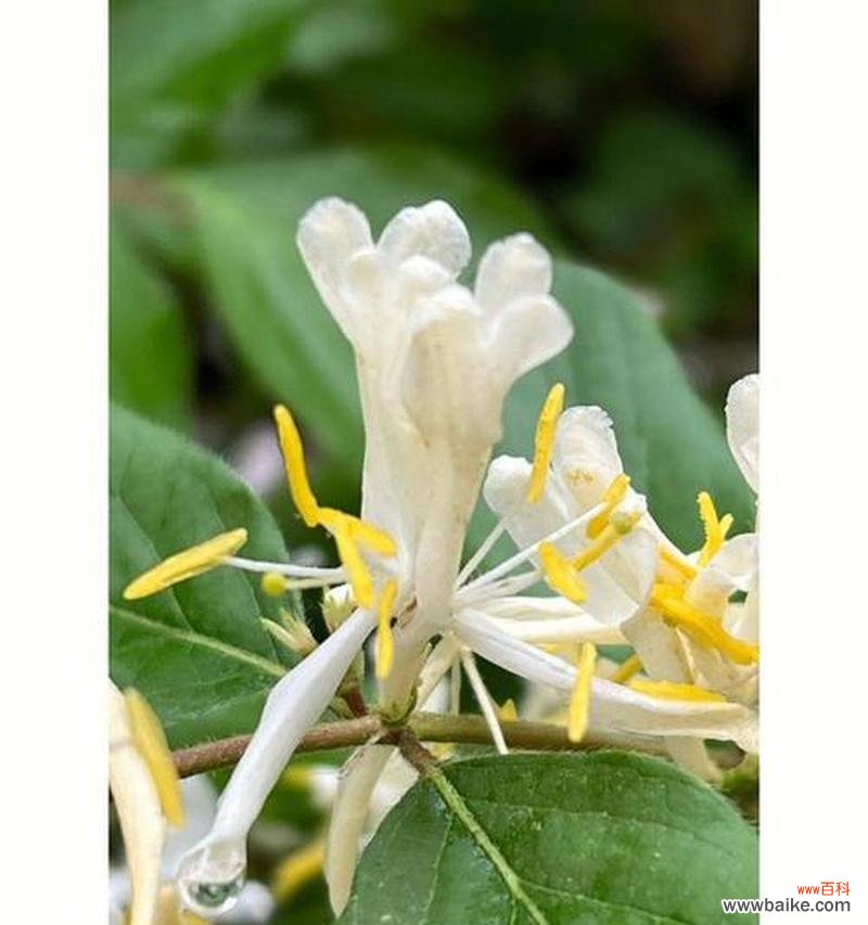 金银木花语有何寓意?如何用金银木表达祝福?