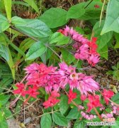 龙吐珠的花语是什么？如何用龙吐珠表达情感？