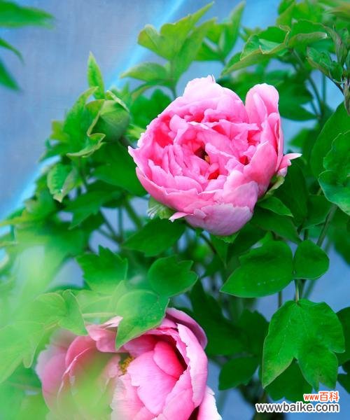 洛阳花的花语是什么?如何表达爱意?