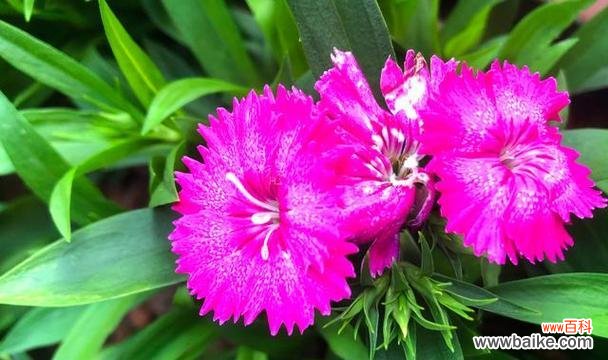 洛阳花的花语是什么?如何表达爱意?