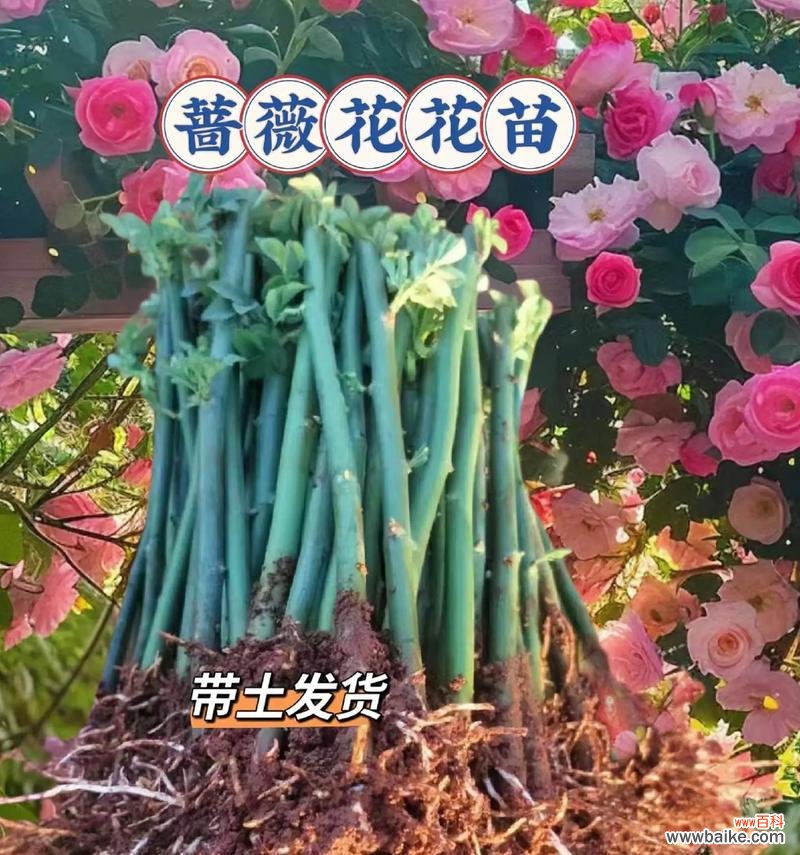 橙蔷薇花语有何深意?如何用橙蔷薇表达爱?