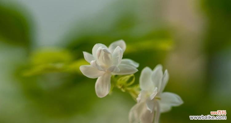 白紫茉莉的花语是什么?如何用它传递情感?