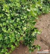 长春藤的花语是什么？如何用长春藤传递情感？