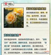 黄玫瑰的花语是什么？如何用黄玫瑰表达爱意？