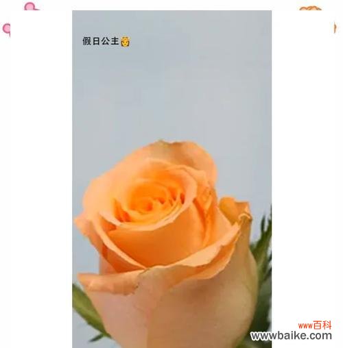 黄玫瑰的花语是什么?如何用黄玫瑰表达爱意?