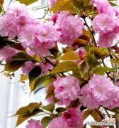 撒金碧桃的花语有哪些？如何用撒金碧桃表达情感？