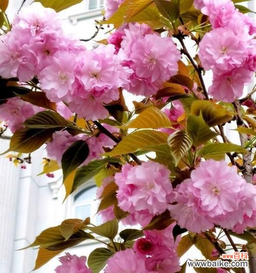 撒金碧桃的花语有哪些?如何用撒金碧桃表达情感?