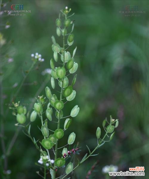 菥蓂花的花语是什么?如何用菥蓂花传递爱意?