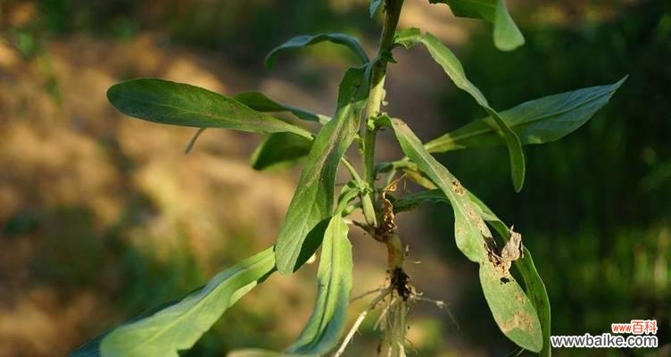 菥蓂花的花语是什么?如何用菥蓂花传递爱意?