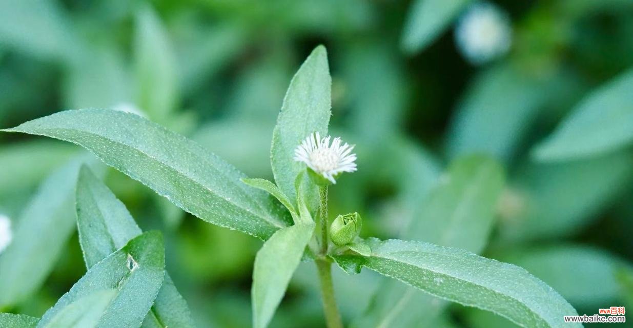 菥蓂花的花语是什么?如何用菥蓂花传递爱意?