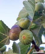 无花果树的花语是什么？如何用无花果树表达情感？