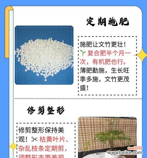 水养文竹的花语有哪些?如何用文竹表达爱意?