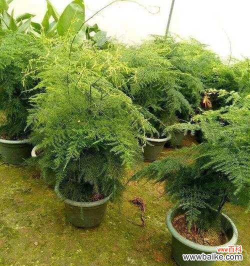 水养文竹的花语有哪些?如何用文竹表达爱意?