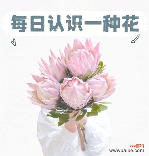 蒂王花的花语是什么意思？