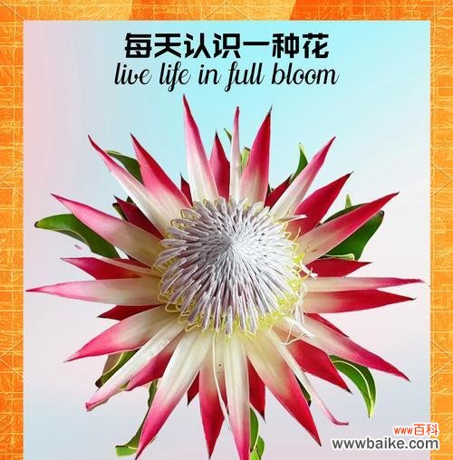 蒂王花的花语是什么意思？