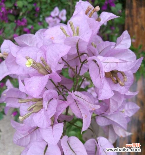 奇幻的三角梅花，催生神秘的花语与传说 三角梅的花语与传说