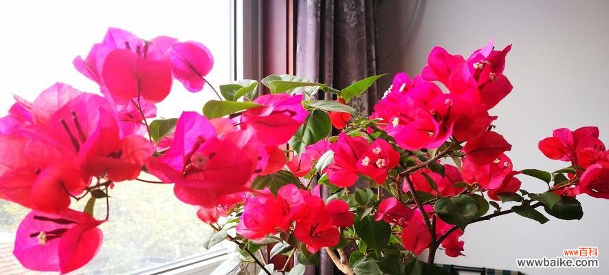 奇幻的三角梅花，催生神秘的花语与传说 三角梅的花语与传说