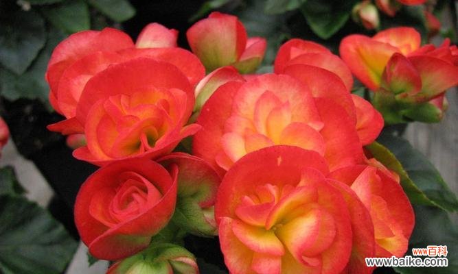 欣赏日本早樱，品味美丽生命的芬芳 日本早樱的花语与寓意