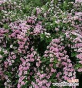 欣赏日本早樱，品味美丽生命的芬芳 日本早樱的花语与寓意