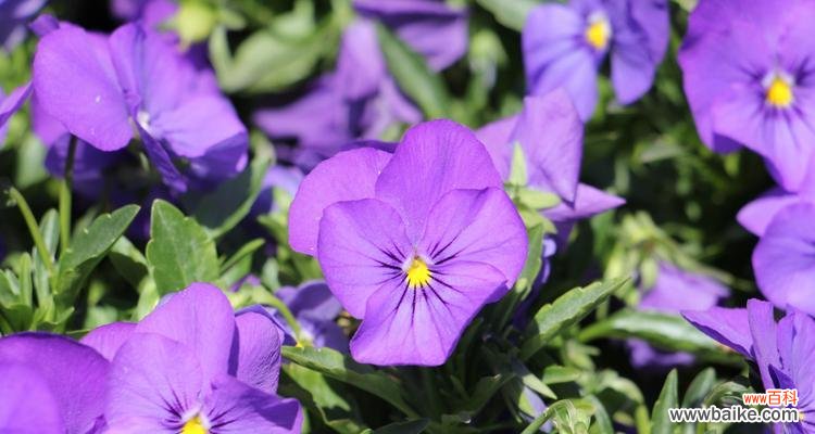 解读三色堇的花语及其象征意义 三色堇花语