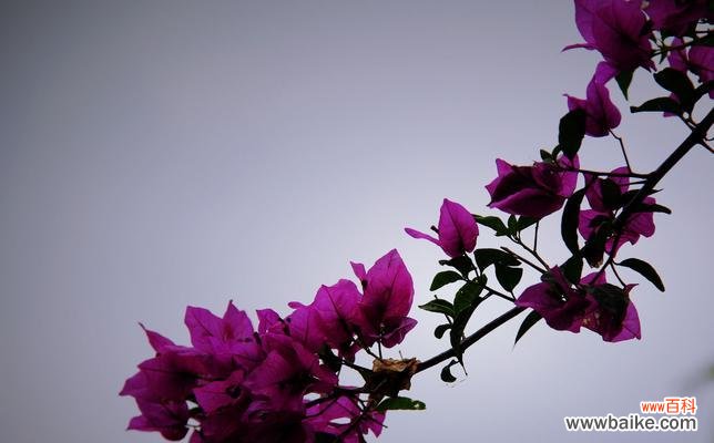 解读三角梅花的花语和文化背景,欣赏多彩的品种和色彩 三角梅花语大全