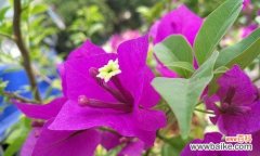 繁花似锦，吉祥如意 三角梅的特点与象征意义