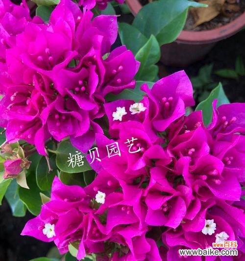 繁花似锦,吉祥如意 三角梅的特点与象征意义