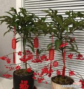 吉祥之源，福气常在 多子多福，幸福生活从盆栽开始