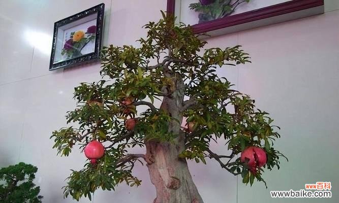 吉祥之源,福气常在 多子多福,幸福生活从盆栽开始