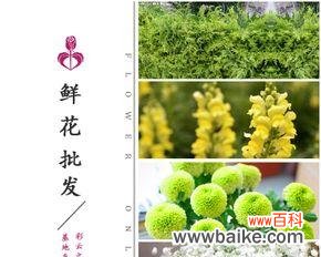水晶草花语解析及其象征的爱情之美 水晶草的花语——恋爱甜蜜如初