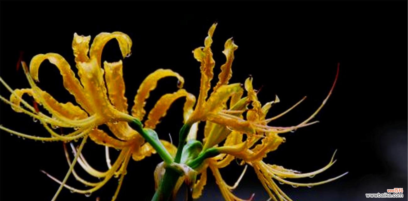 双生花传递的花语和象征意义 双生花之花语